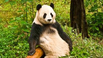 Nature animals panda bears wallpaper