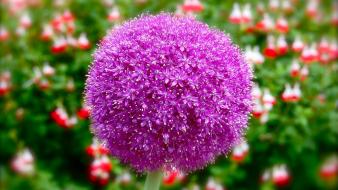 Nature flowers allium purple wallpaper
