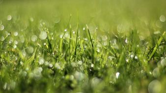 Nature grass bokeh depth of field wallpaper