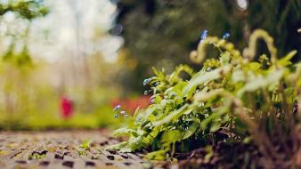 Nature leaves plants bokeh depth of field ground wallpaper