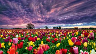 Nature wallpaper