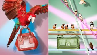 Parrots purses birds wallpaper