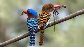 Prey kingfisher branches birds wallpaper