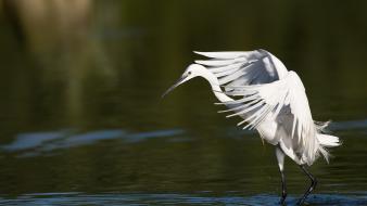 Water snowy egret egrets birds wallpaper