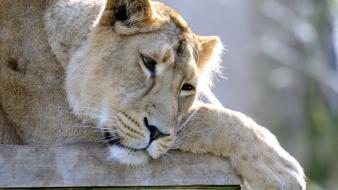 Animals sad lions wallpaper