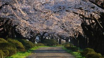 Blossoms flowers path spring (season) flowered trees wallpaper