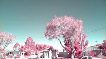 Cars infrared photography red flowers wallpaper