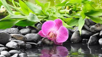 Flowers pebbles reflections orchids wallpaper