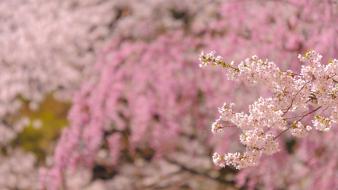 Japan cherry blossoms flowers spring (season) wallpaper