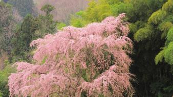 Japan cherry blossoms flowers spring (season) wallpaper