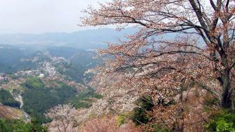 Japan cherry blossoms flowers spring (season) wallpaper