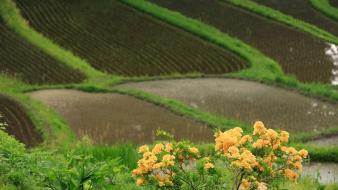 Japan flowers fields spring (season) yellow wallpaper