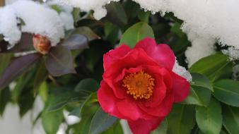 Japan flowers spring (season) frost wallpaper