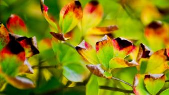 Japan nature leaves wallpaper