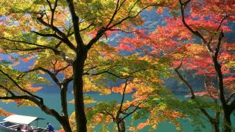 Japan trees leaves wallpaper