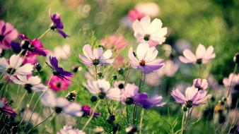 Nature multicolor flowers macro wallpaper