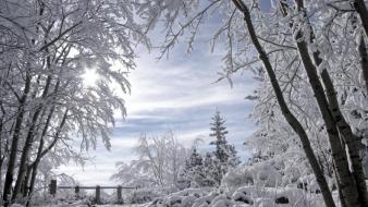 Nature winter trees sports russians wallpaper