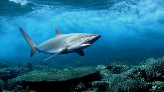 Ocean sharks widescreen wallpaper