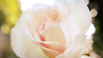 Peach textures bokeh bright roses photomanipulation sunny wallpaper