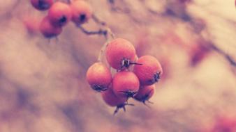 Plants depth of field berries wallpaper