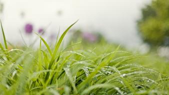 Water drops depth of field blurred background wallpaper