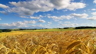 Wheat field wallpaper