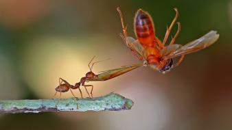 Animals ant wallpaper