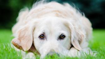 Animals dogs labrador retriever wallpaper