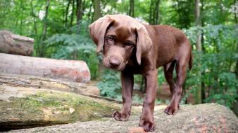 Animals puppies labrador retriever labradors wallpaper