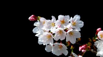 Blossoms flowers spring (season) black background white wallpaper