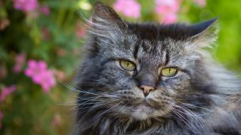 Cats animals yellow eyes wallpaper