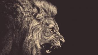 Flipped angry lions wallpaper