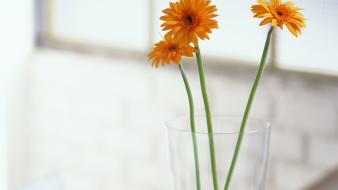Flowers indoors still life gerber daisy wallpaper