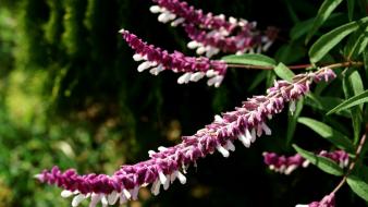 Flowers plants wallpaper