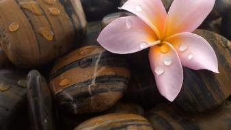 Flowers stones water drops plumeria wallpaper