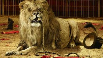 Funny lions circus wallpaper