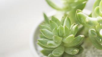 Home still life succulents wallpaper