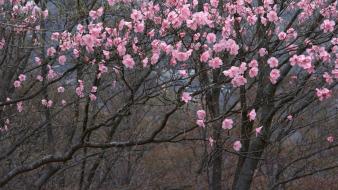 Japan cherry blossoms flowers flowered trees wallpaper