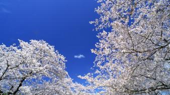Japan cherry blossoms flowers spring (season) flowered trees wallpaper