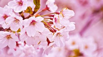 Japan cherry blossoms flowers spring (season) wallpaper
