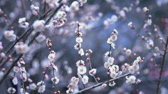 Japan cherry blossoms flowers spring (season) wallpaper