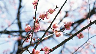 Japan cherry blossoms flowers spring (season) wallpaper