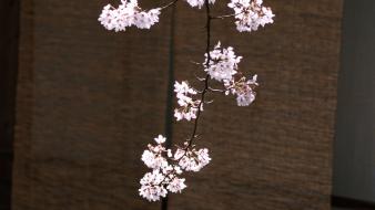 Japan cherry blossoms flowers spring (season) wallpaper