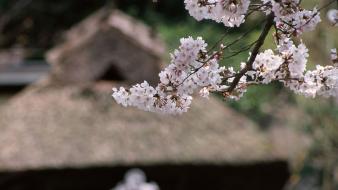 Japan cherry blossoms flowers white blurred background wallpaper