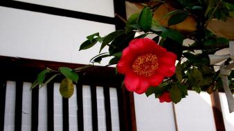 Japan flowers anemones (flower) wallpaper