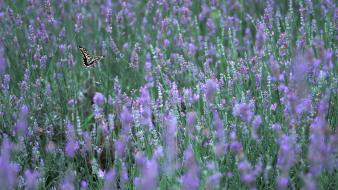 Japan flowers butterflies wallpaper