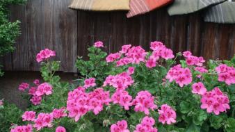 Japan flowers pink wallpaper
