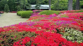 Japan flowers spring (season) japanese gardens wallpaper