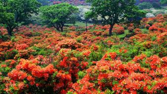 Japan flowers spring (season) orange wallpaper