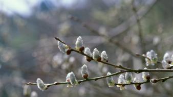Japan spring (season) branches wallpaper